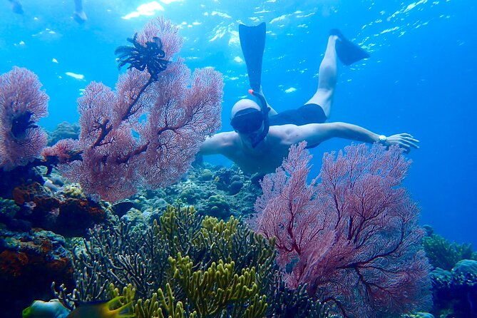 Snorkeling in Menjangan Island with Pickup and Lunch - Key Highlights You’ll Care About