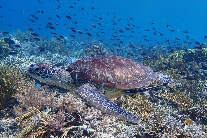 Snorkeling in Menjangan Island with Pickup and Lunch - Why Menjangan Island Snorkeling in Bali Feels Worth It