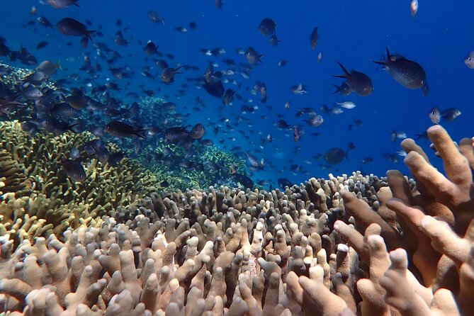 Snorkeling in Menjangan Island with Pickup and Lunch - First Snorkeling Stop: Turning 45–60 Minutes Into Real Sightings