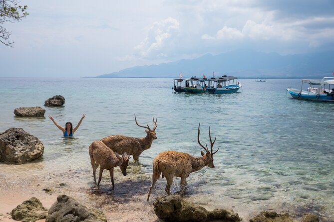 Snorkeling in Menjangan Island with Pickup and Lunch - Beach Break Lunch and the Wild Deer Walk