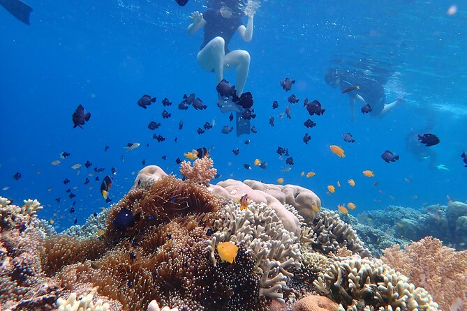 Snorkeling in Menjangan Island with Pickup and Lunch - Second Snorkeling Stop: Your Second Chance to See More