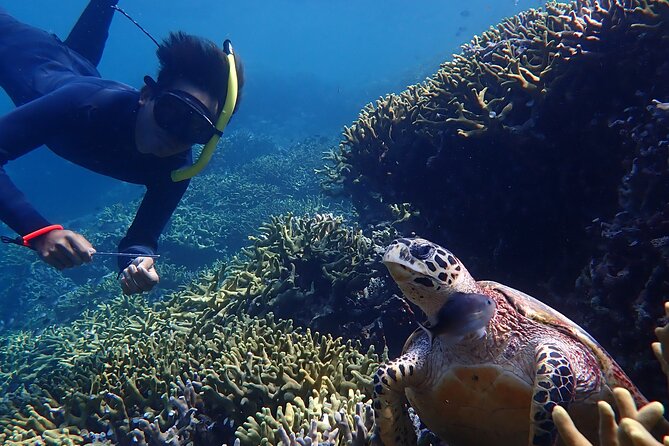 Snorkeling in Menjangan Island with Pickup and Lunch - The Small Group Factor (Max 15) Makes a Difference