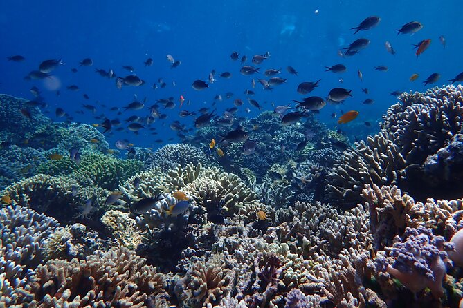 Snorkeling in Menjangan Island with Pickup and Lunch - What to Bring (Since Snorkeling Gear Is Handled)