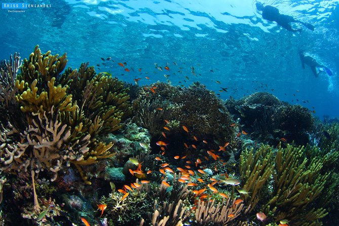 Snorkeling in Menjangan Marine Park - Discover abundant marine life of Pemuteran - Key things to know before you go