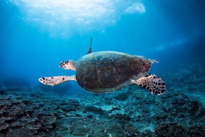 Snorkeling in Menjangan Marine Park - Discover abundant marine life of Pemuteran - Boat ride from Pemuteran: short crossing, steady pacing
