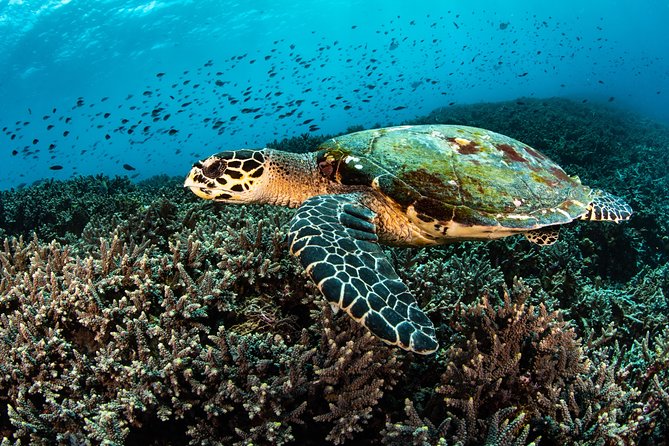 Snorkeling in Menjangan Marine Park - Discover abundant marine life of Pemuteran - The limestone Balinese temple break: culture without rushing