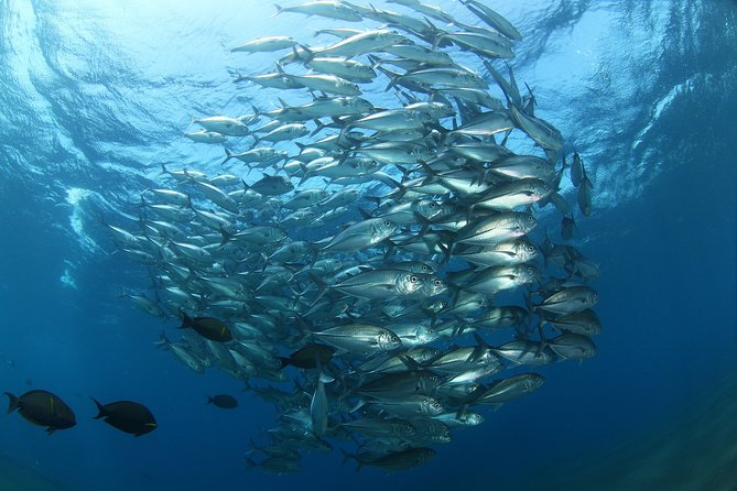 Snorkeling in Menjangan Marine Park - Discover abundant marine life of Pemuteran - Timing and weather: plan for a flexible half day