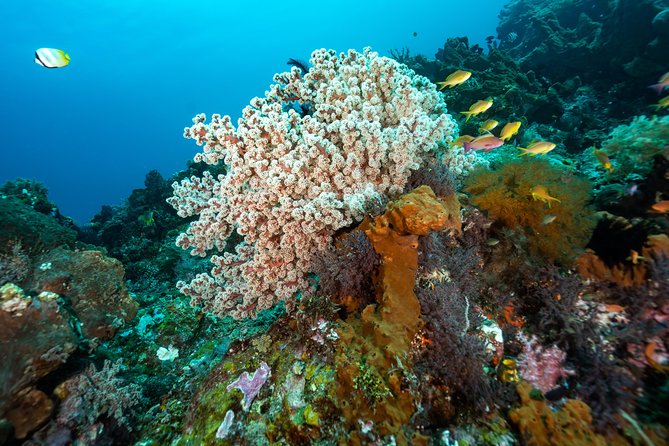Snorkeling in Menjangan Marine Park - Discover abundant marine life of Pemuteran - Who should book this snorkeling day (and who might skip it)