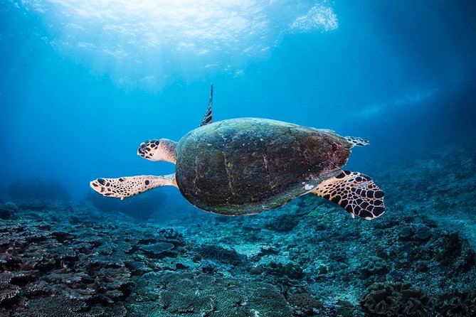 Snorkeling in Menjangan Marine Park - Discover abundant marine life of Pemuteran - Boat ride from Pemuteran: short crossing, steady pacing