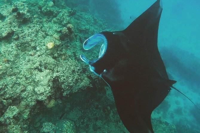 Snorkeling In Nusa Penida And Uluwatu Sunset Tours - Gamat Bay: the calmer, less crowded-feeling option