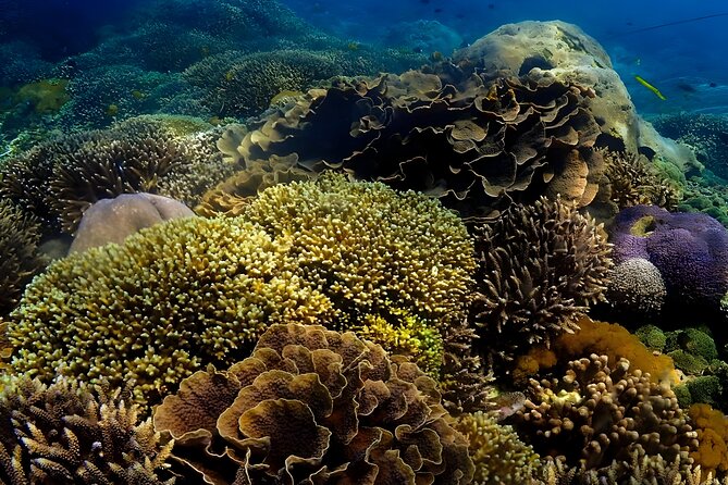 Snorkeling In Nusa Penida Departing From Bali Island - Crystal Bay and Wall Point: where coral meets the postcard water