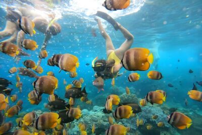 Snorkeling In Nusa Penida Departing From Bali Island - Gamat Bay: a strong fish-and-coral stop