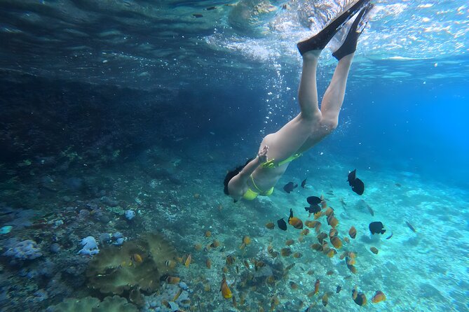Snorkeling In Nusa Penida Departing From Bali Island - Manta Bay: how wild mantas shape the odds