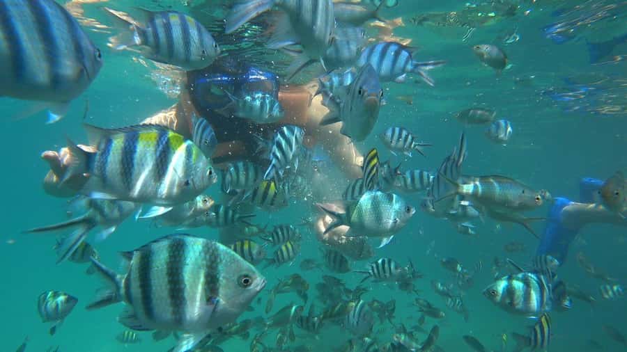 Snorkeling Kayaking Fishing Swimming Activities - Key takeaways before you book