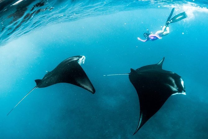 Snorkeling Manta Ray Safari in Nusa Penida - Snorkeling for wild mantas: how to maximize your odds without making it worse
