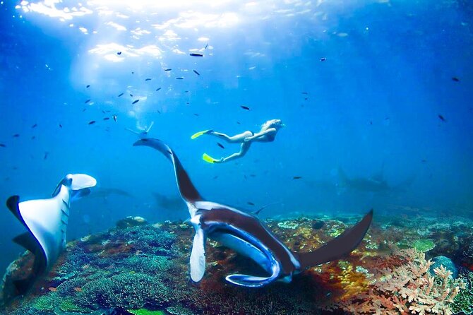 Snorkeling Manta Ray Safari in Nusa Penida - Small group comfort vs. hot-season chaos