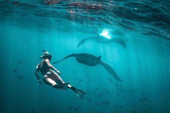 Snorkeling Manta Ray Safari in Nusa Penida - Price and value: why $15.28 can be a smart deal (and when it’s not)