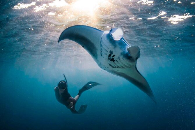 Snorkeling Manta Ray Safari in Nusa Penida - What you’ll likely see besides mantas