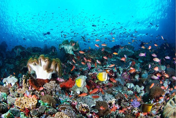Snorkeling Nusa Penida and Island Tour Package - Key Points Worth Filing Away