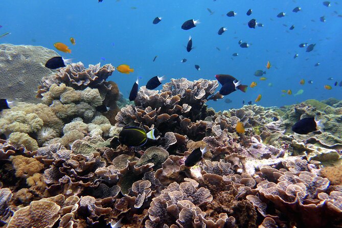 Snorkeling Nusa Penida and Island Tour Package - The Big Picture: What This Day Really Gives You
