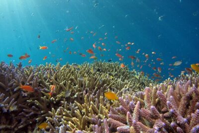 Snorkeling Nusa Penida and Island Tour Package - Island Highlights: Kelingking to Broken Beach to Angel’s Billabong