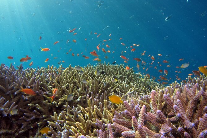 Snorkeling Nusa Penida and Island Tour Package - Island Highlights: Kelingking to Broken Beach to Angel’s Billabong