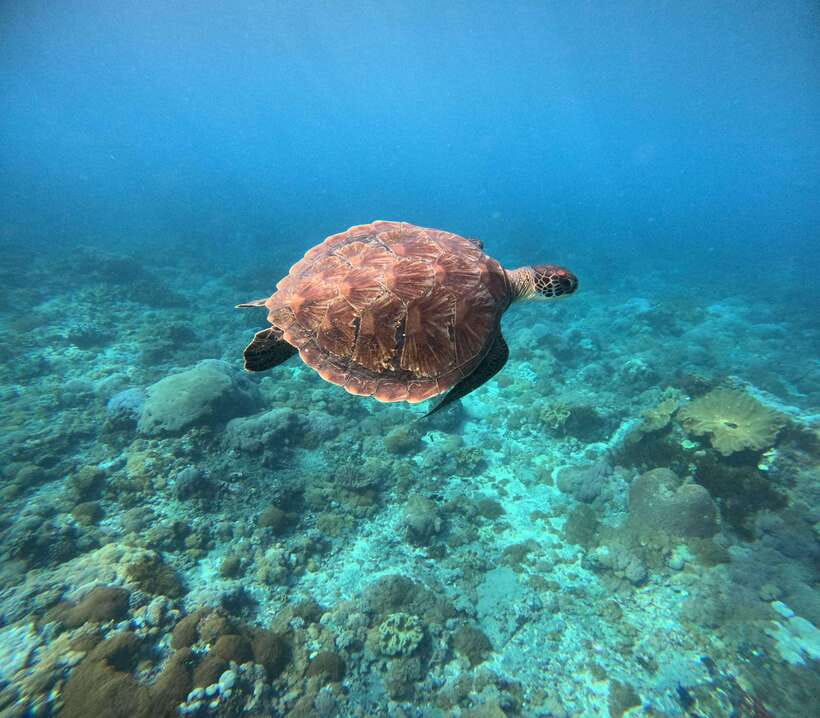 Snorkeling Nusa Penida four Spots - Manta Bay: The Big Name Stop and the Risk of a Short Schedule