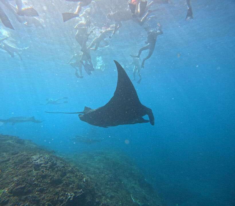 Snorkeling Nusa Penida four Spots - Crystal Bay: Last Stop Energy and One More Chance at Reef Life