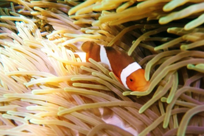 Snorkeling Package at Padang Bai Blue Lagoon - Southern Bali to Sanur by Morning: How the Day Gets Started
