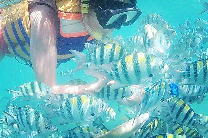 Snorkeling Tour In Gili Islands Pick Up From Lombok Or Gili - Quick Highlights You’ll Actually Use