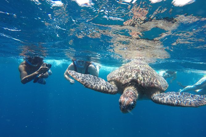 Snorkeling Tour In Gili Islands Pick Up From Lombok Or Gili - Half-Day Snorkeling With Pickup From Lombok or the Gilis