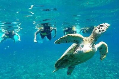 Snorkeling Tour In Gili Islands Pick Up From Lombok Or Gili - Glass-Bottom Boat Viewing: Why the Ride Is Part of the Show