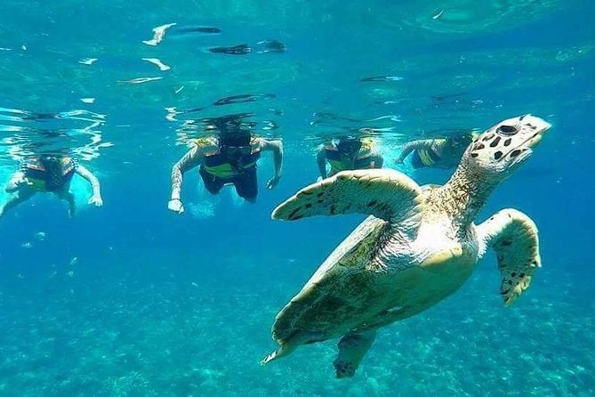 Snorkeling Tour In Gili Islands Pick Up From Lombok Or Gili - Glass-Bottom Boat Viewing: Why the Ride Is Part of the Show