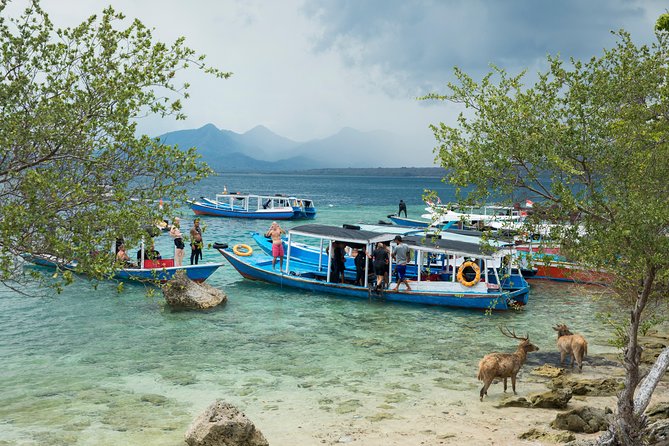 Snorkeling & Trekking at West Bali National Park - Day 1: Menjangan Island snorkeling with boat time from Banyuwedang