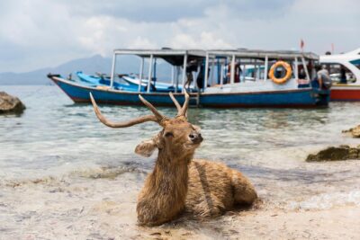 Snorkeling & Trekking at West Bali National Park - The best part: two snorkel areas and patient guiding