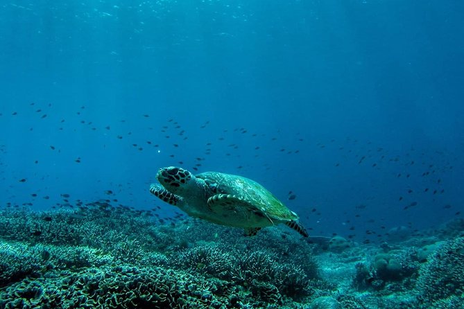 Snorkeling Trip Nusa Penida Bali - Why Nusa Penida is built for manta spotting