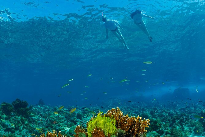 Snorkeling Trip to Menjangan Island - Price and value: what $56.59 buys you here
