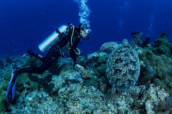 Snorkeling Trip to Menjangan Island - Conservation-minded snorkeling that still feels fun