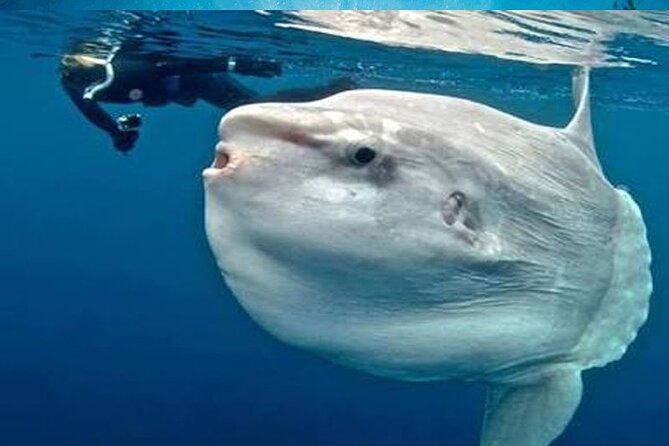 Snorkeling Trips with Manta Ray from Nusa Lembongan - Price and value: what $23 includes (and why that’s not just marketing)