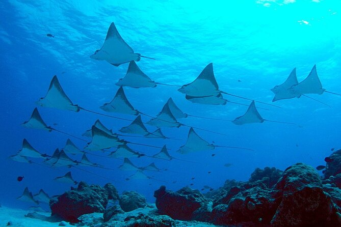Snorkeling with Manta Rays in Nusa Penida Experience (All-Inclusive) - Manta Point: what you’re really paying for