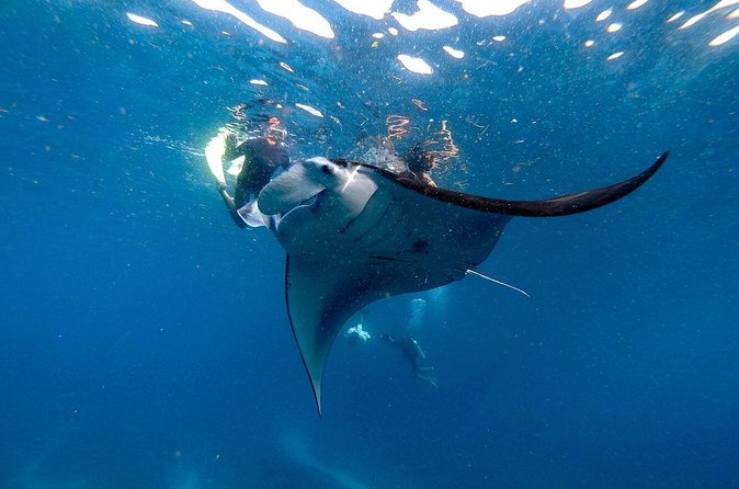 Snorkeling with Manta Rays in Nusa Penida Experience (All-Inclusive) - Reef stops you can enjoy even without mantas