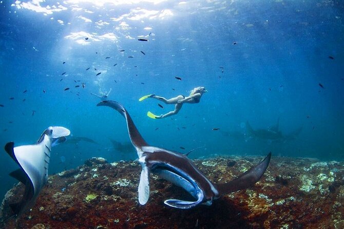 Snorkeling with Manta Rays in Nusa Penida Experience (All-Inclusive) - The Puyung stop: why adding another snorkeling session helps