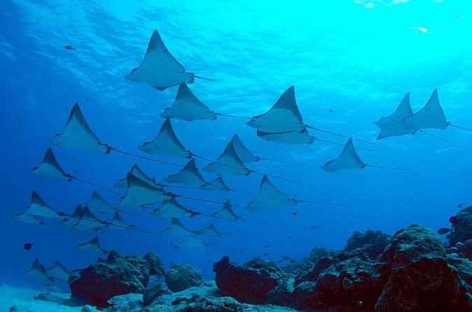 Snorkeling with Manta Rays in Nusa Penida Experience (All-Inclusive) - Small-group snorkeling boat and the included safety setup