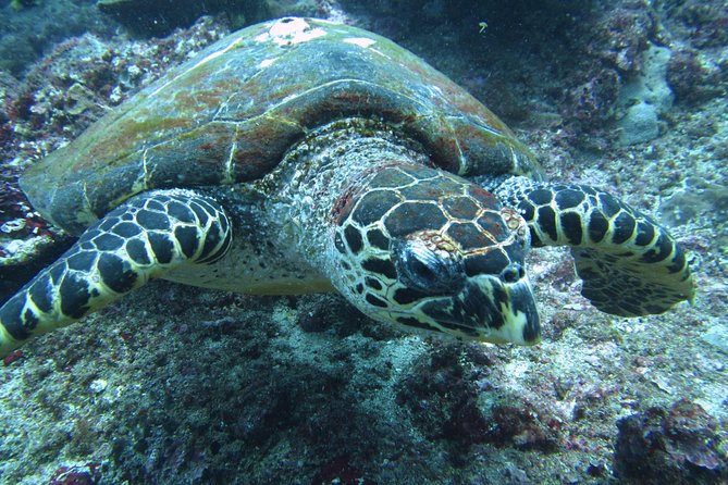 Snorkelling in Padang Bai - Padang Bai Snorkeling: Why This Reef Works for Beginners