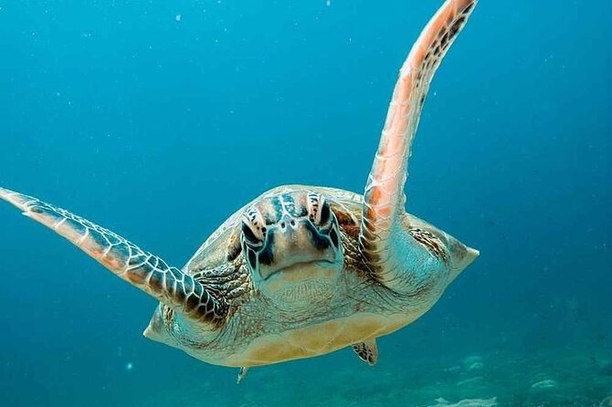 Snorkling trip 3 gili(terawangan, meno,air) - Key highlights to know before you go