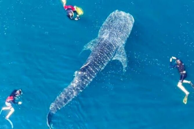 Snorkling with whale shark in teluk saleh min 2 person - Key highlights to know before you go