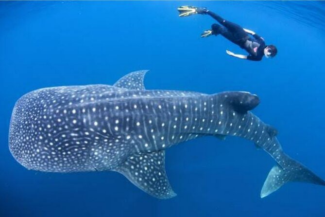 Snorkling with whale shark in teluk saleh min 2 person - Why Teluk Saleh whale shark snorkeling feels like more than a tour