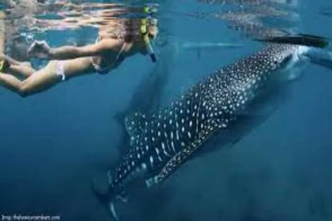 Snorkling with whale shark in teluk saleh min 2 person - The 2-day route that actually gets you to Sumbawa