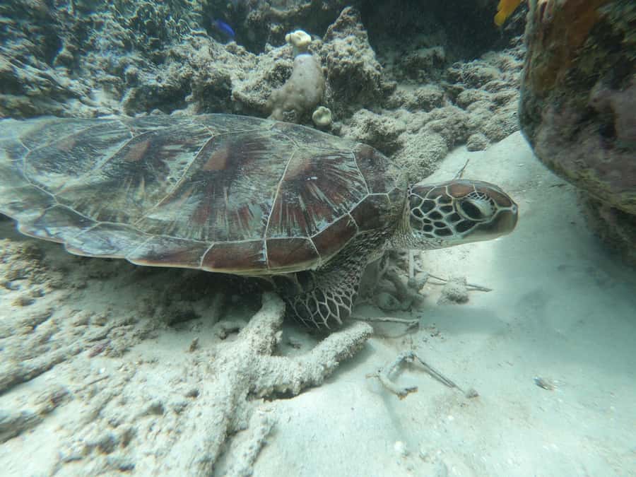SouthWest Secret Gili,Gili Layar,Gili Gede&Gili Rengit - Gili Gede: the coral garden feel and a first taste of reef life
