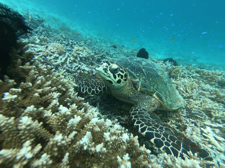 SouthWest Secret Gili,Gili Layar,Gili Gede&Gili Rengit - Gili Rengit: virgin coral, fish, and the turtle possibility